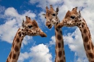 giraffes-627031_640